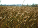 Indian Grass Bends with the Wind in the Flint Hills National Wildlife Refuge  Kansas