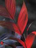Sunlight Illuminates the Red Leaves of a Plant in Ecuador