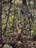 Whitetail Fawn Hides from Predators  Shenandoah National Park  Virginia