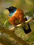 A Superb Starling Perched on an Acacia Tree Branch (Lamprotornis Superbus)