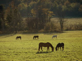 Horses Grazing in a Field  Tyringham  Massachusetts
