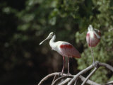 Roseate Spoonbill in Everglades National Park  Florida