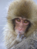 Baby Japanese Macaque (Snow Monkey)Close-up Face with Finger in Mouth