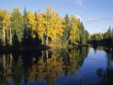 Birch Trees Reflected in a Pond in the Fall