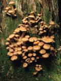 Cluster of Mushrooms Growing on a Moss-Covered Tree Trunk near Lonesome Lake  New Hampshire