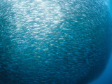 Huge School of Anchovies Photographed off the Coast of Argentina