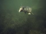 Nine-Banded Armadillo Swimming Underwater  Melbourne  Florida