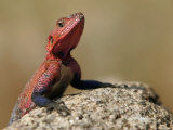 Close View of the Head and Shoulders of a Red-Headed Rock Agama (Agama Agama)