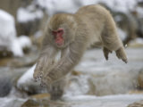 Japanese Macaque (Snow Monkey) Leaping in Air