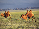 Two Bactrian Camels on a Grassy Plain Gobi Desert  Mongolian People's Republic