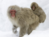 Mother Snow Monkey (Macaca Fuscata) with Baby on Her Back in Snow