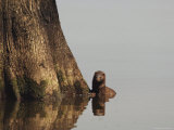 Mink Pauses at the Base of a Tree  Atchafalaya Basin  Louisiana