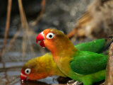 Two Fishers Lovebirds Drinking Water (Agapornis Fischeri)