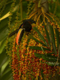 Fiery-Billed Aracari (Pteroglossus Frantzii)Eating Berry in Palm Tree