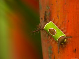 Colorful Saddleback Caterpillar Walking on Plant Stalk