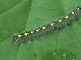 A Caterpillar Crawls Across a Leaf