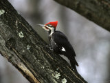 A Close View of an Adult Male Pileated Woodpecker
