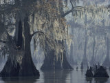 Spanish Moss Drapes Old Cypress Trees on Lake Verret  Louisiana
