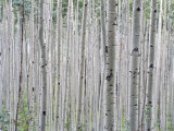 A Grove of Aspen Trees Outside Aspen  Colorado