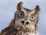 A Captive  Endangered Eastern Screech Owl at a Raptor Recovery Center