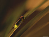 A Lightning Bug Clings to a Blade of Grass While Lighting Up