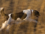 An English Springer Spaniel Runs Through the Grass