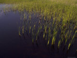 Grasses Grow in a Swampy Area of the Park  Prince Edward Island National Park  Canada