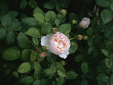 A Close View of a Blooming Rose Bush in Vicenza  Italy