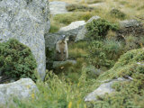 A Marmot Standing Next to His Hole