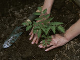 A Woman Plants a Tomato Plant in Her Garden