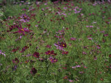 A Field of Cosmos Flowers
