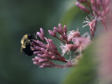 A Bumblebee Collects Pollen from a Flower