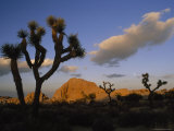 Joshua Trees in Joshua Tree National Park  California