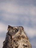 A Captive  Endangered Eastern Screech Owl at a Raptor Recovery Center