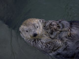 A Sea Otter Gazes at the Camera