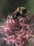 A Bumblebee Collects Pollen from a Flower