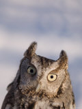 A Captive  Endangered Eastern Screech Owl at a Raptor Recovery Center
