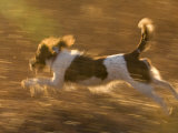 An English Springer Spaniel Runs Through a Field