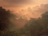 Morning Mist Amid Trees  Missouri  USA