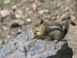 A Chipmunk Eats a Nut