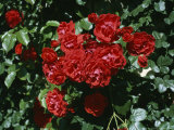 A Rose Garden in a Villa in Vicenza  Italy