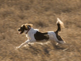 An English Springer Spaniel Runs Through the Grass