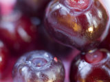 Ripe Huckleberries  Montana  USA