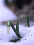 A Snowdrop Pushes Through the Snow to Blossom