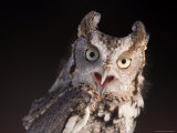 A Captive  Endangered Eastern Screech Owl at a Raptor Recovery Center