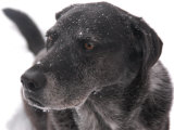 A Black Lab Pointer Mix  Chevy Chase  Maryland  United States