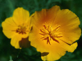 Yellow California Poppies