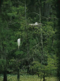 A Pair of Snowy Egrets Sit on a Nest in a Swamp in Georgia