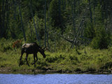 Moose at Shore of Hidden Lake on Isle Royale National Park  Michigan