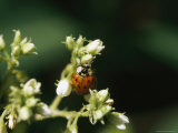 A Ladybug on a Flower